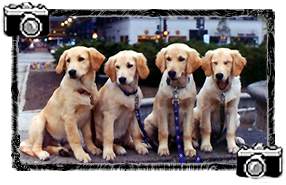 These are the Air-Bud .. Animals - Dogs, Cats - 